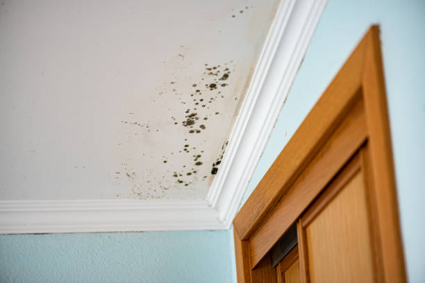 Best Residential Mold Removal  in Southlake, TX