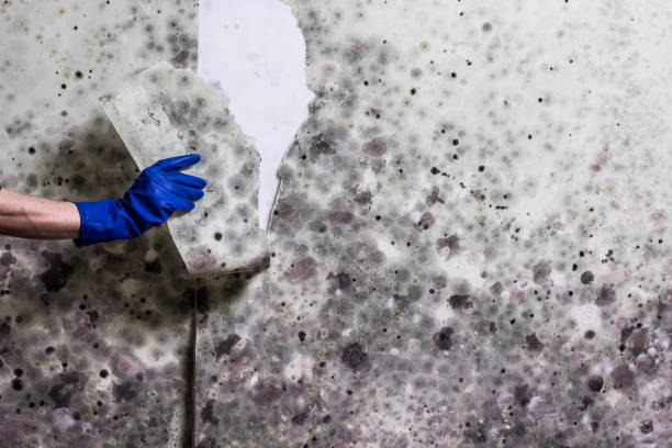 Mold Removal Process in Southlake, TX